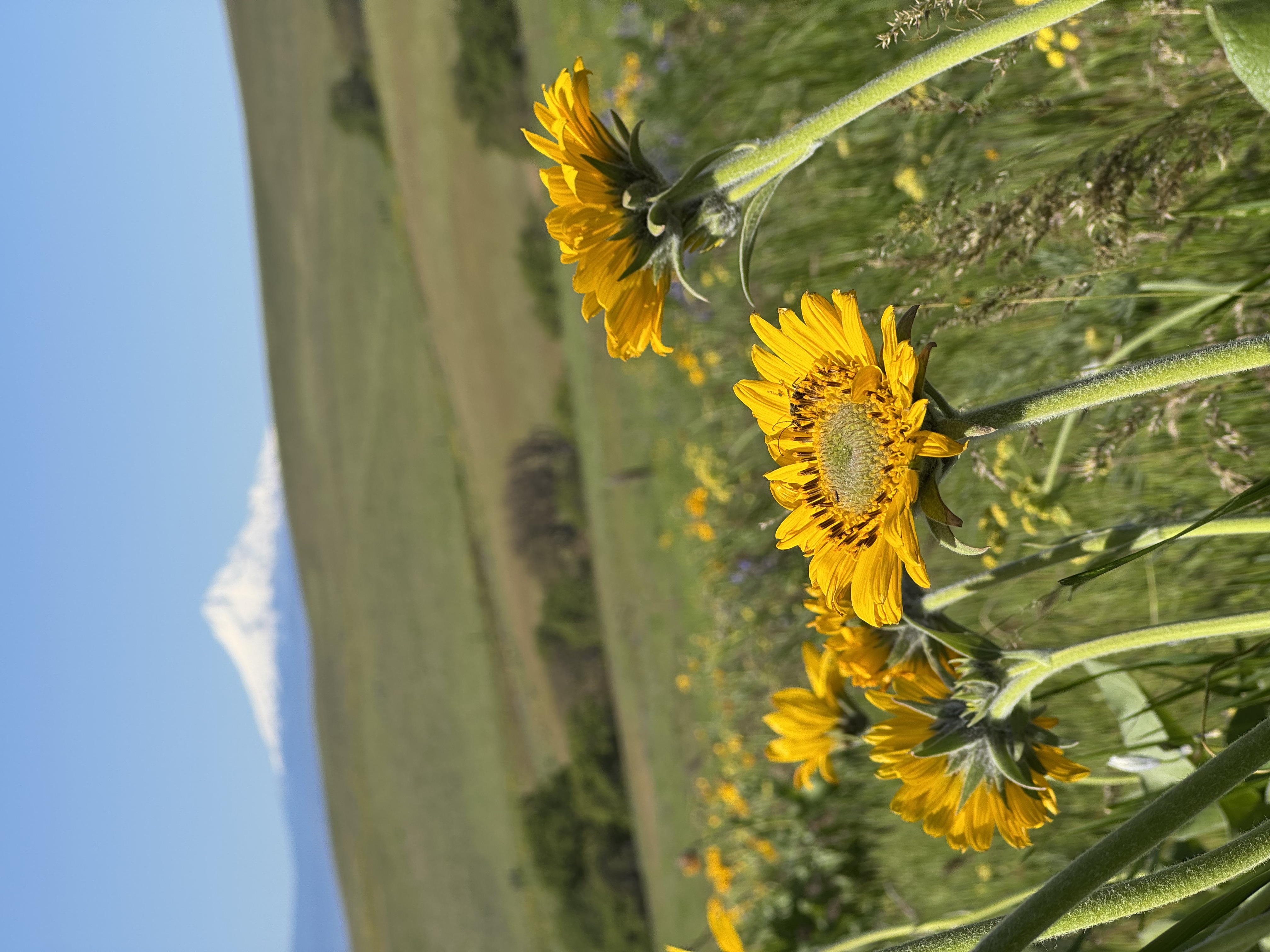 Wild flowers and Mt Hood
