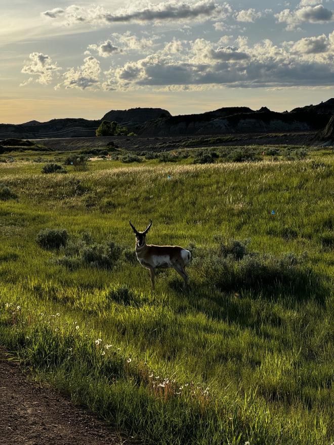 pronghorn