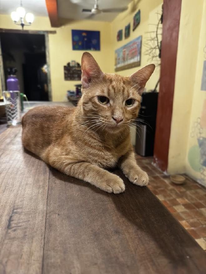 cat on the counter