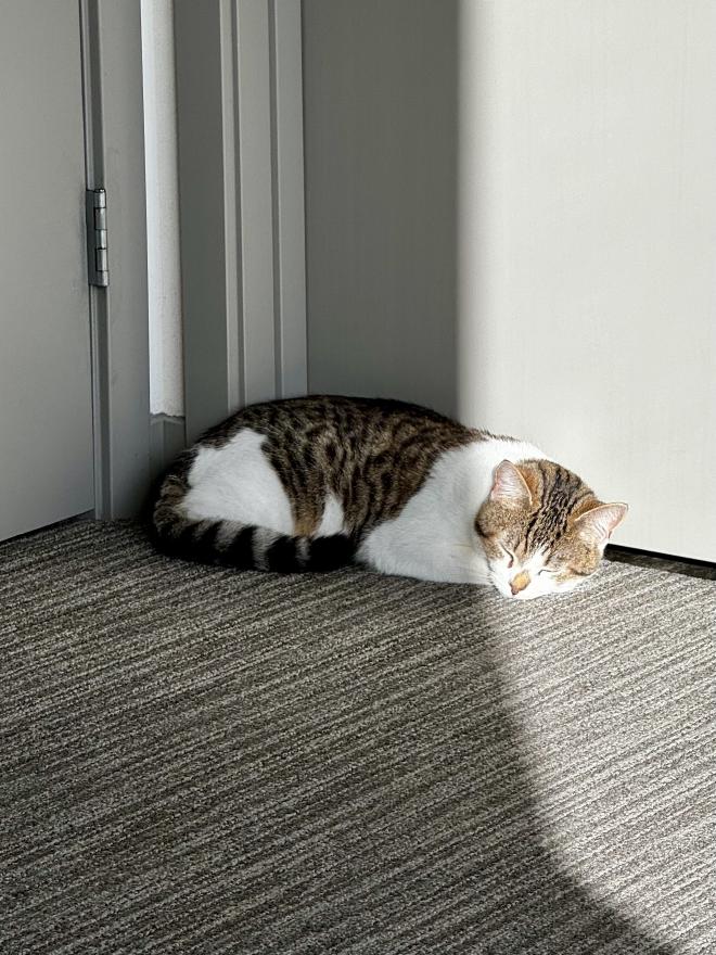 cat napping in the sun